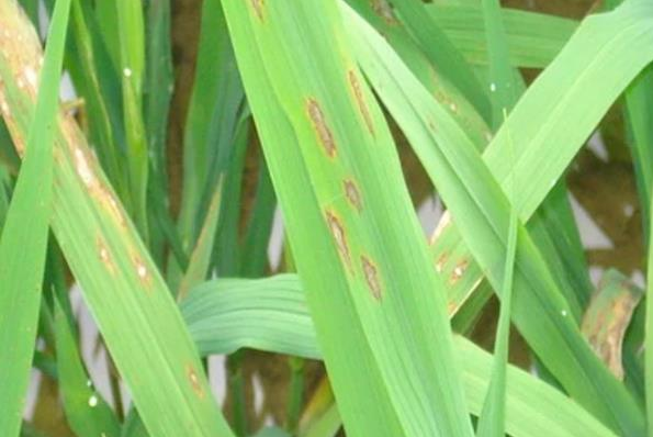 News - Four major diseases of Rice