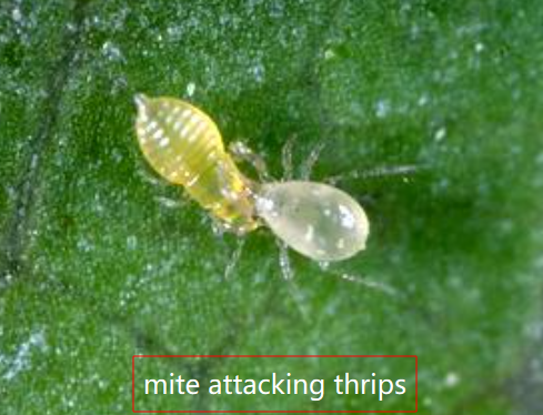 mite attacking thrips
